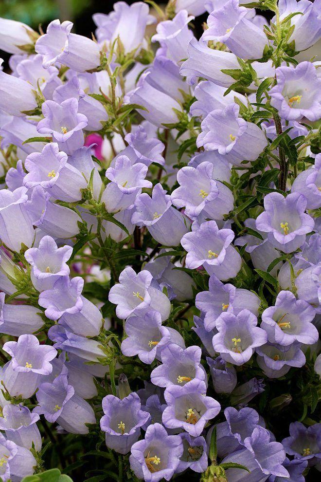 Meadow Breeze Vibrant Flora Mix